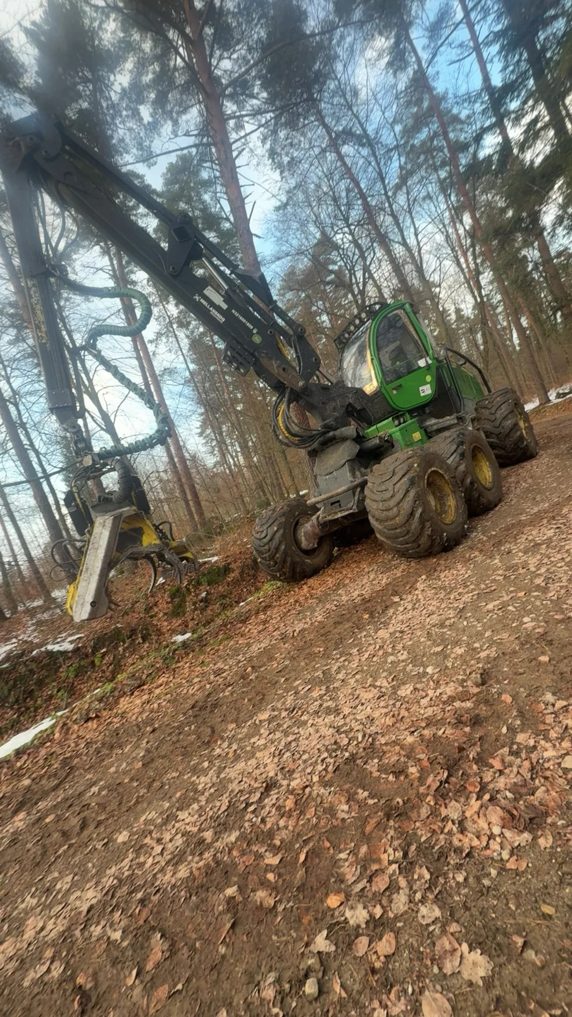 Harvester pracujący w lesie sosnowym
